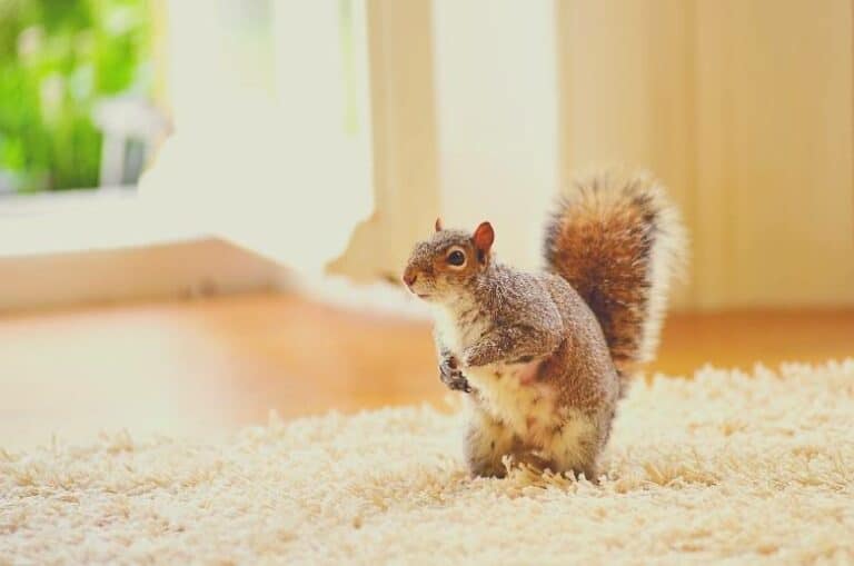 Squirrel In Chimney? 5 Signs You Need To Watch Out For!