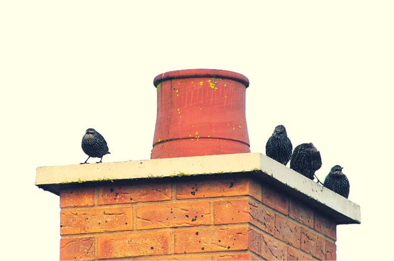 Get Rid Of Birds In Chimney Proven Methods 2024