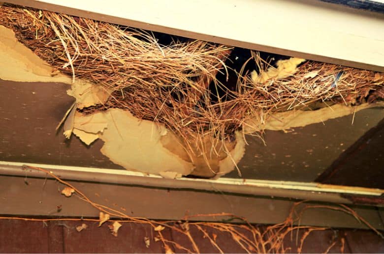 Raccoons In Chimney? 6 Easy Steps On How To Get Them Out!