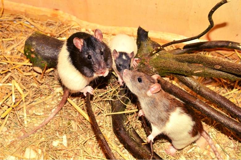 Can Rats Come Through The Chimney? Facts You Need To Know