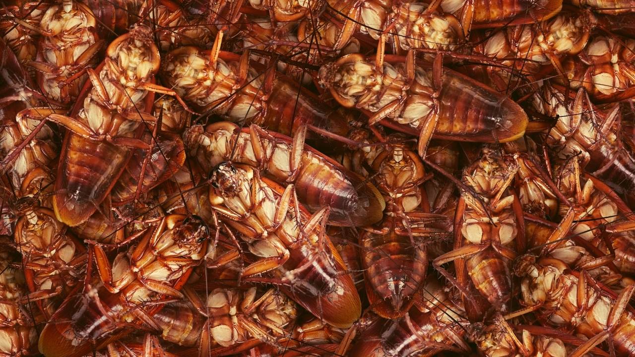 Roaches Coming From A Fireplace Into Your Home?(Expert Tips)