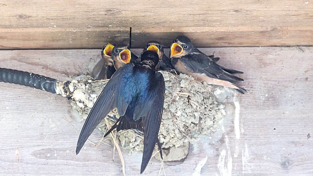 Swallows In Chimney 7 Facts Homeowners MUST Know In 2024