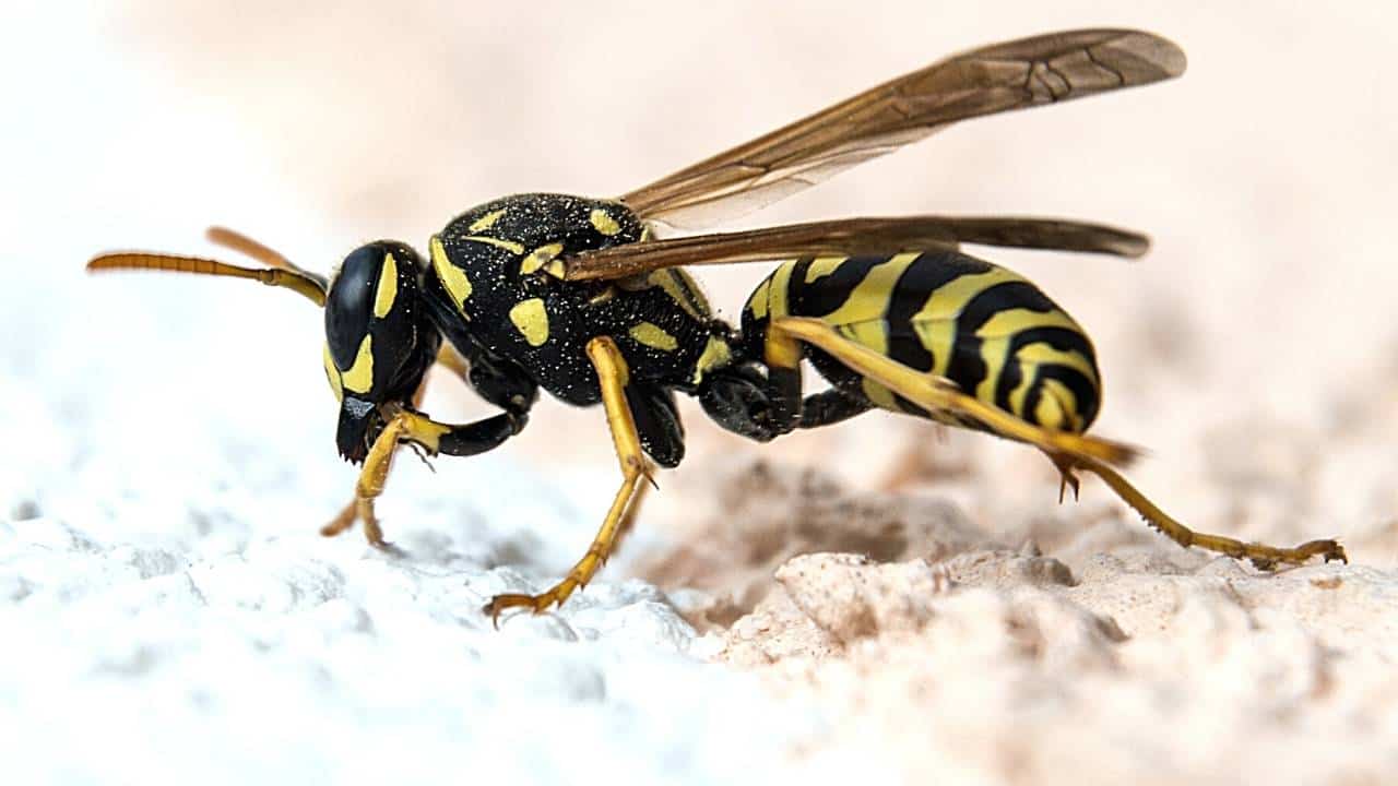 7 Ways To Prevent Wasps In Chimney (Effective Tips) 2024