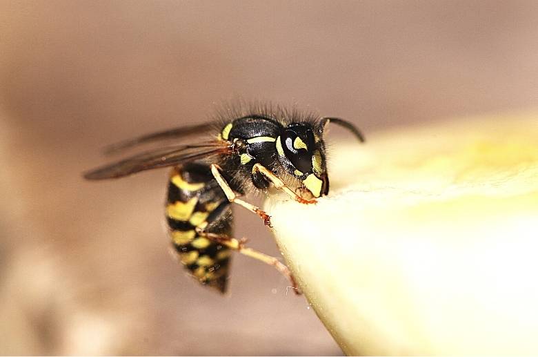 7 Ways To Prevent Wasps In Chimney (Effective Tips) 2024