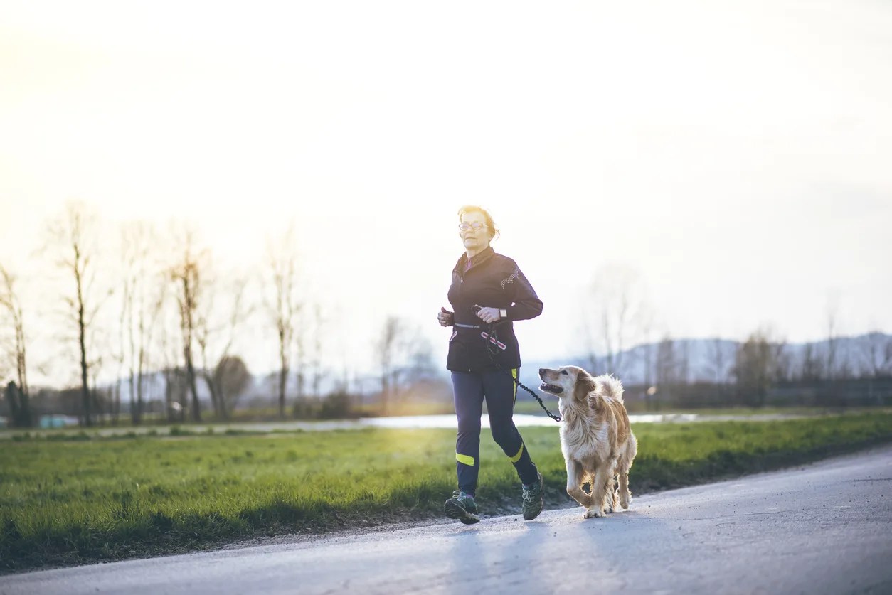 11 Dog Breeds That Make Great Running Companions Golden Meadows