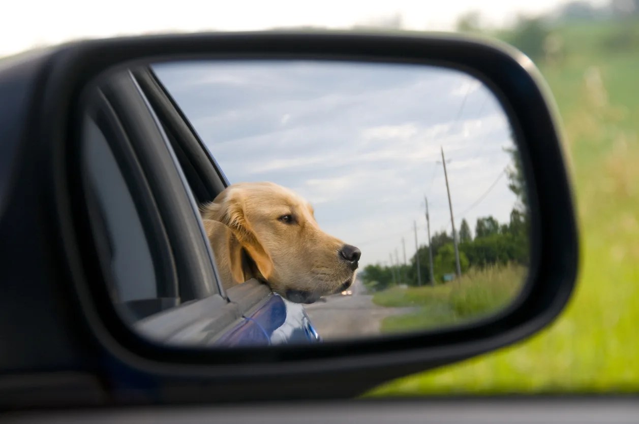 Safe, Effective Remedies for Motion Sickness in Dogs Golden Meadows Retrievers