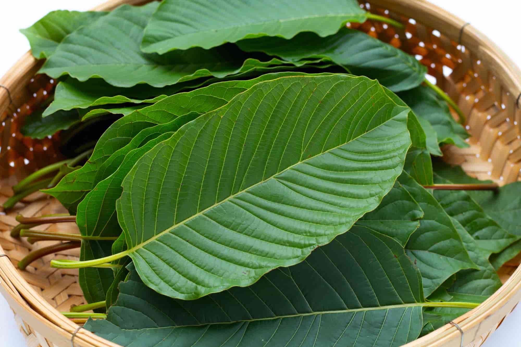 Is Kratom Legal in New Mexico in 2024? Golden Monk