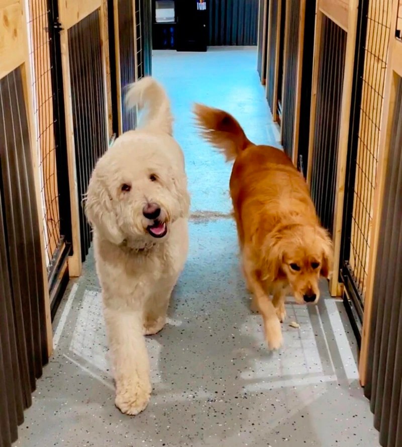 Gallery Golden Paws