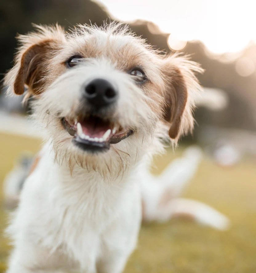 Golden Paws A vacation for your pet!