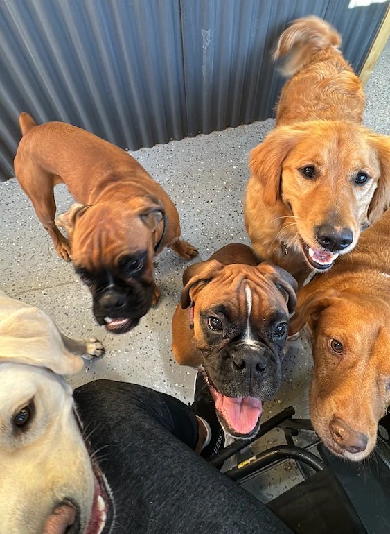 About Golden Paws