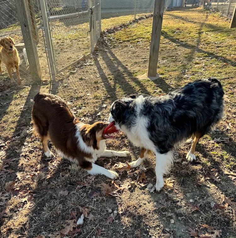 About Golden Paws
