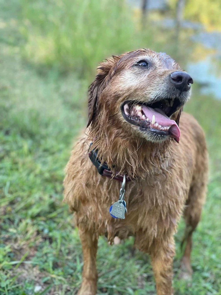 About Golden Paws