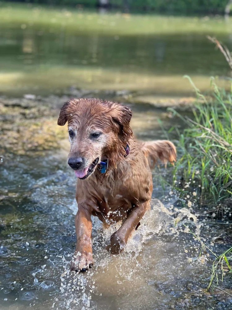 About Golden Paws