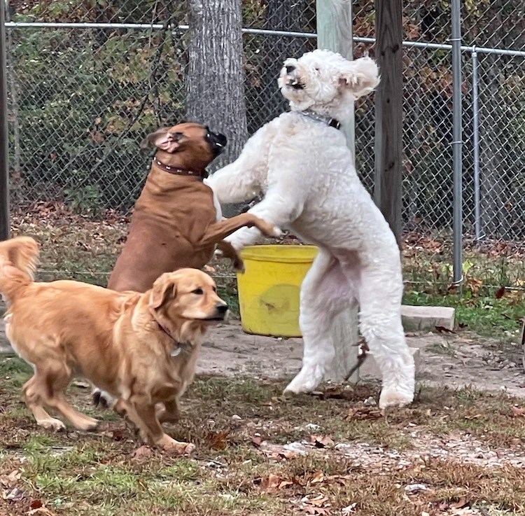 About Golden Paws