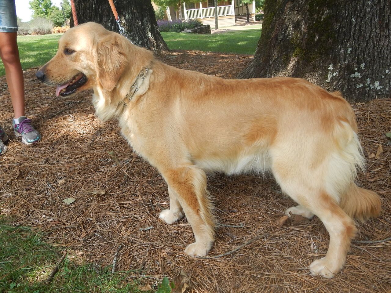 Adult Golden Retrievers Breeders Stud Service Atlanta Golden