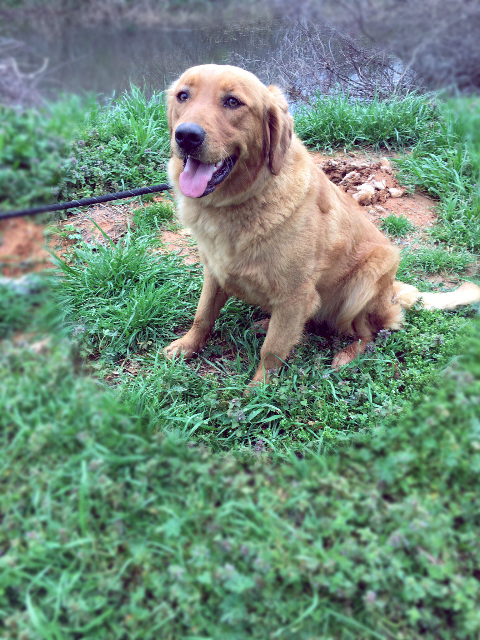 Adult Golden Retrievers Breeders Stud Service Atlanta Golden