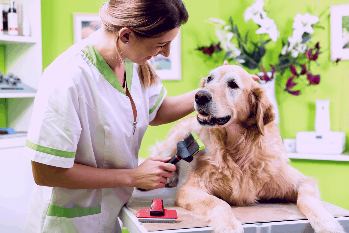 Best Dog Brushes for Golden Retrievers (2022) Golden Retriever Society