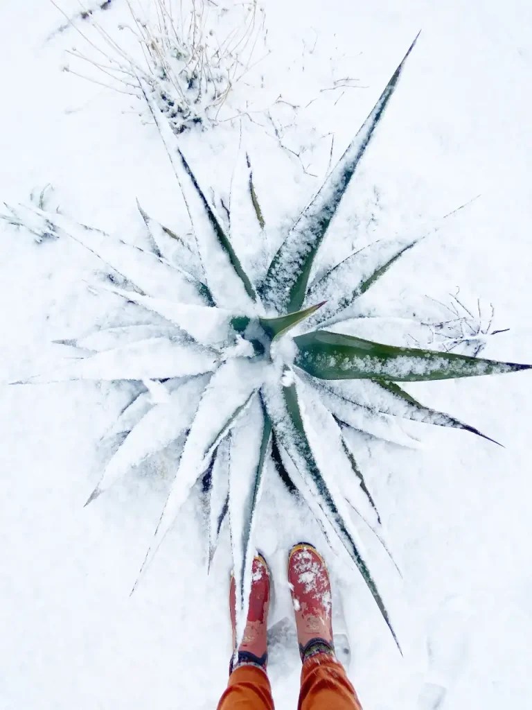 Fighting Frost With Frost a Guide for Watering Plants Before a Freeze