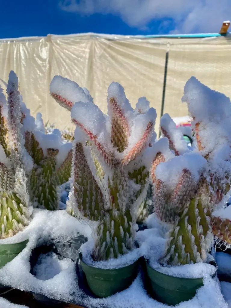 Fighting Frost With Frost a Guide for Watering Plants Before a Freeze