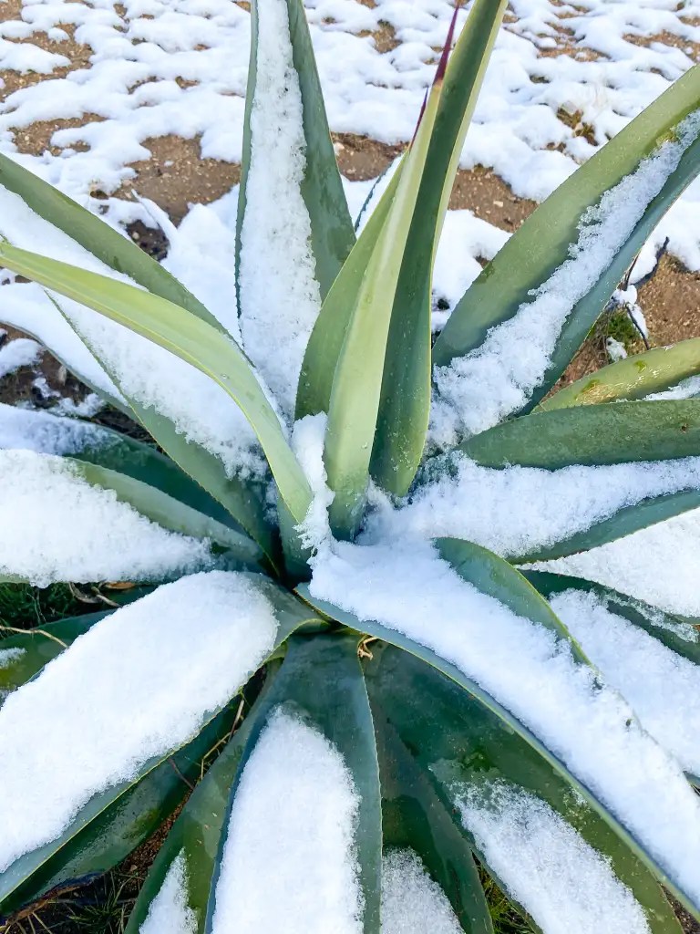 Fighting Frost With Frost a Guide for Watering Plants Before a Freeze