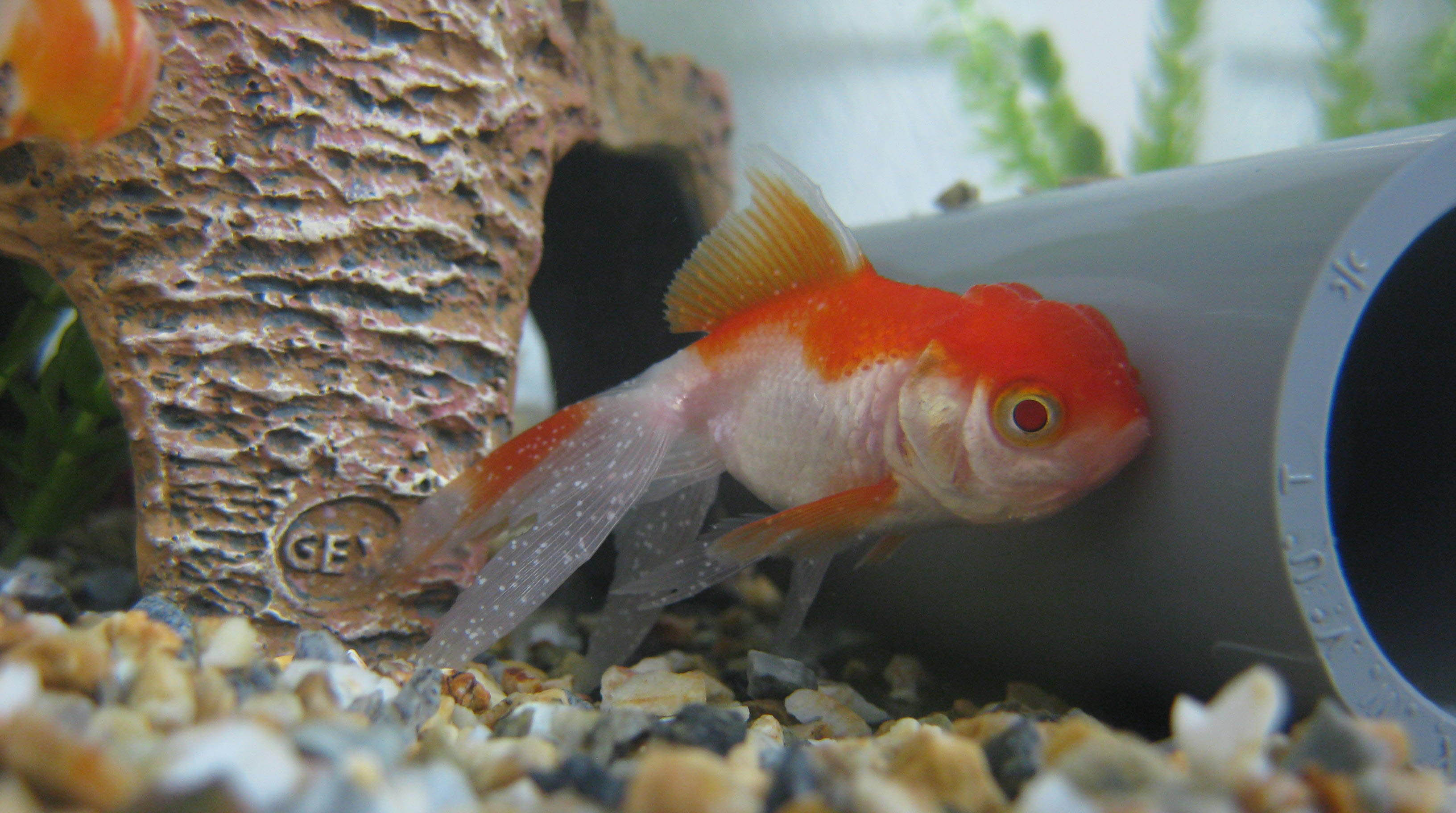 白点病の原因と対策 GOLDFISHdictionary