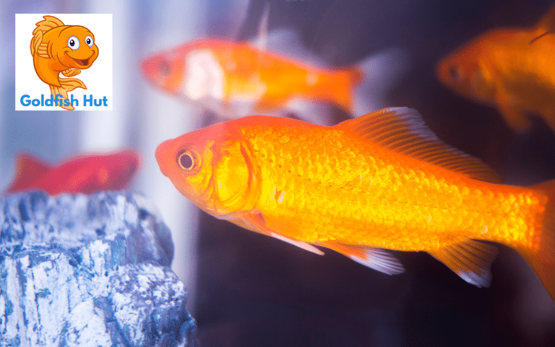 What Temperature is Too Hot for Goldfish A Guide to Optimal Water