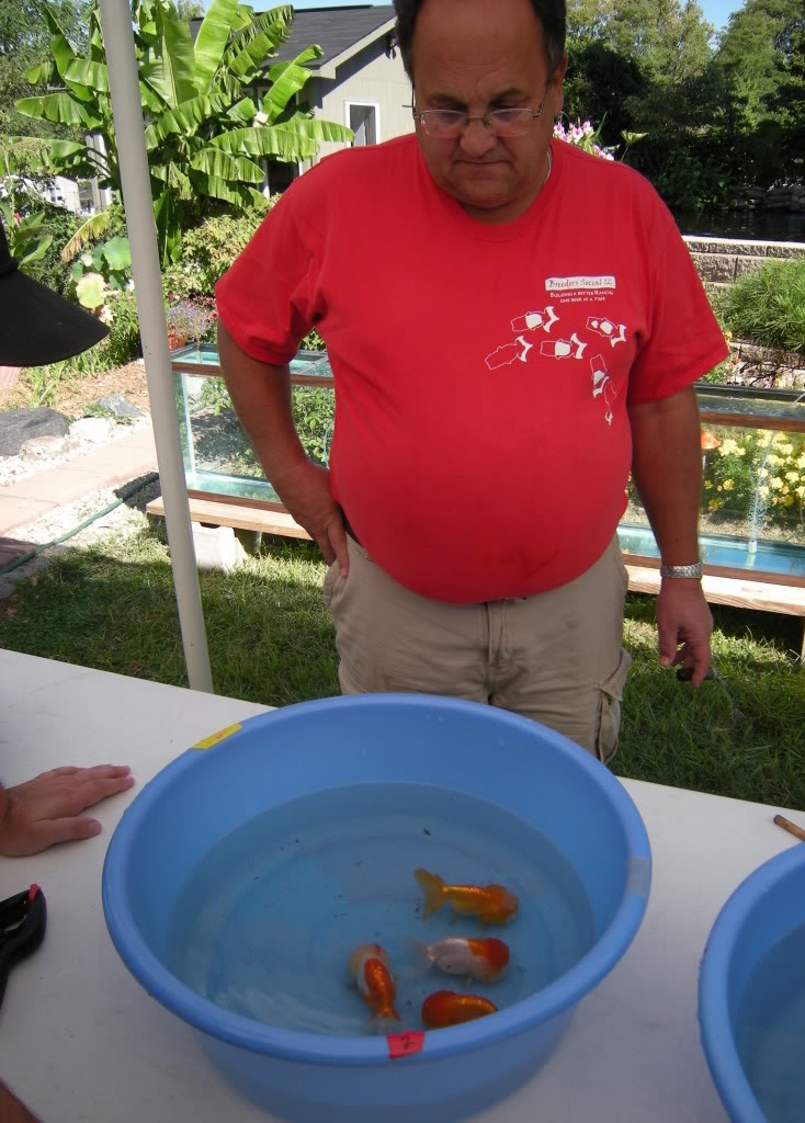 How to Breed goldfish in Mid Winter Site for Goldfish Keepers