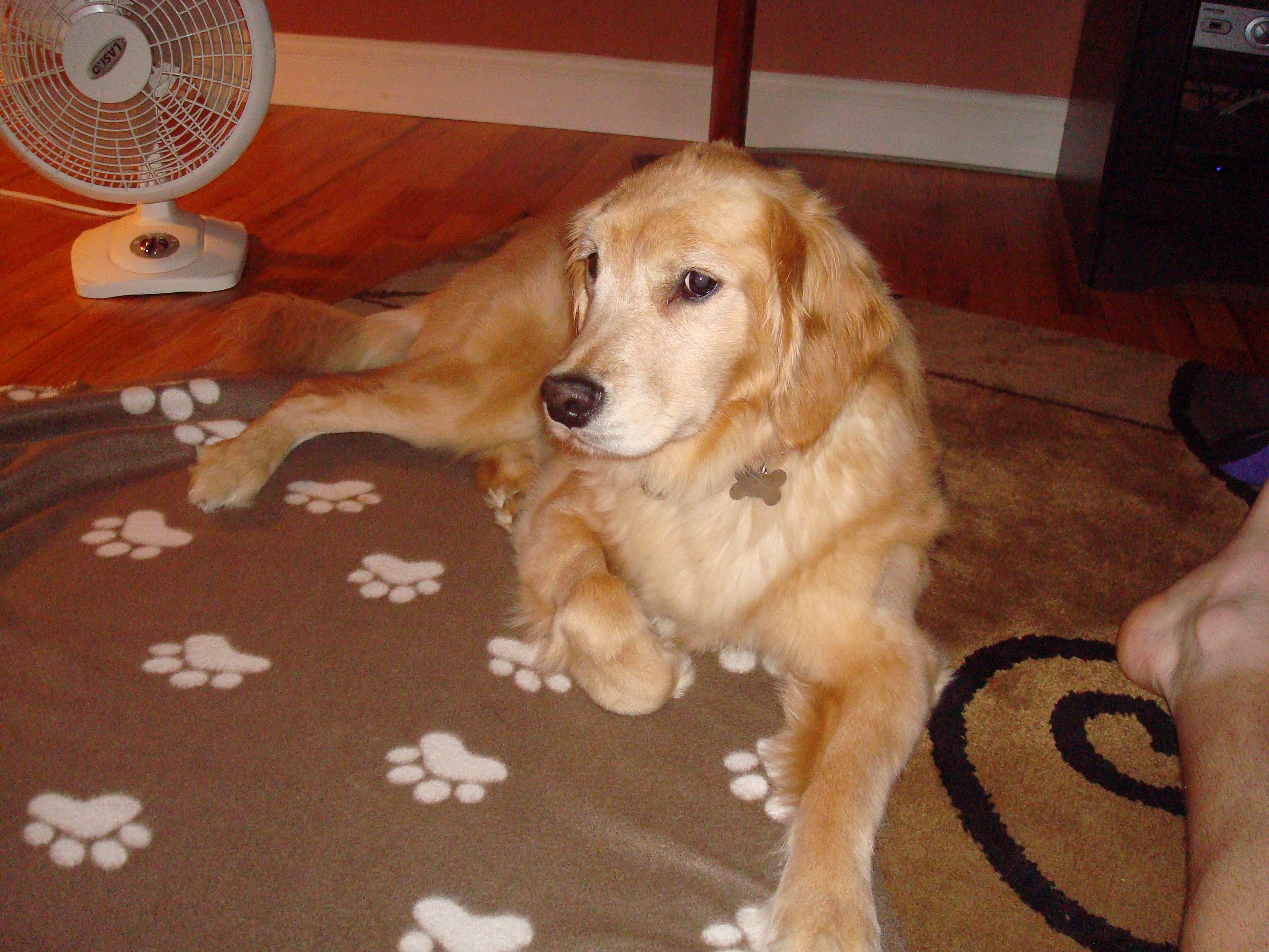 Goldheart Golden Retriever Rescue