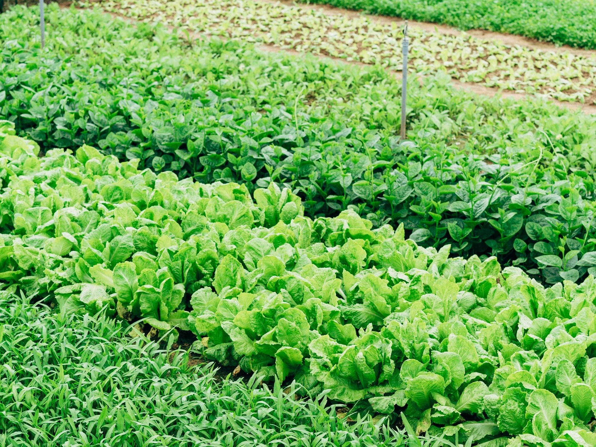 Uganda Oneacre farm Knowledge Hub Circle Economy Foundation