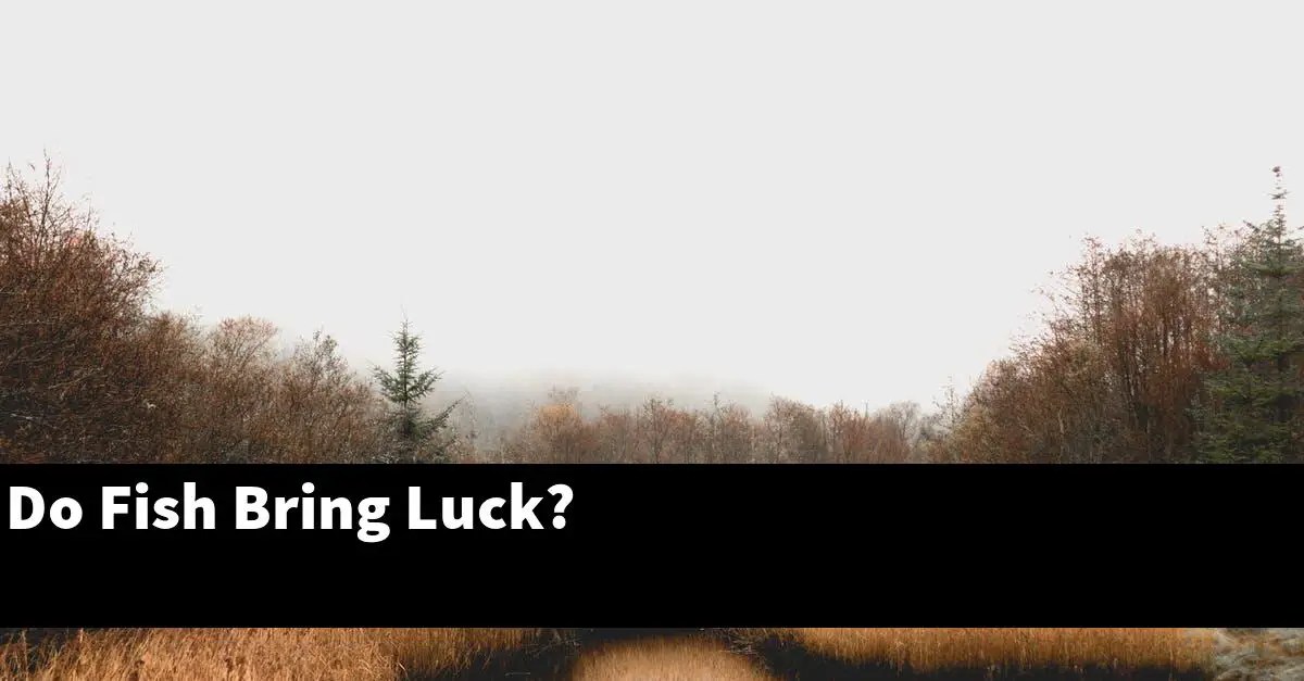 Do Fish Bring Luck? [2024 Guide] Gold Koi Fish