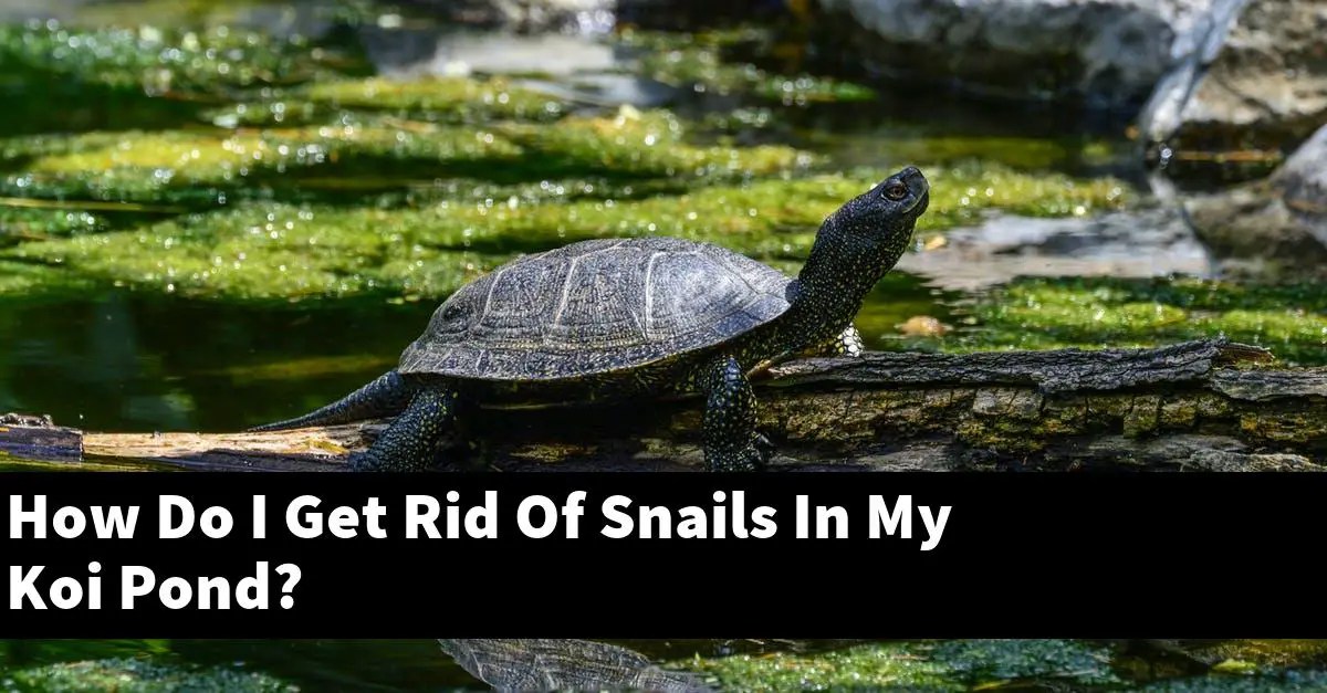 How Do I Get Rid Of Snails In My Koi Pond? [2022 Guide] Gold Koi Fish