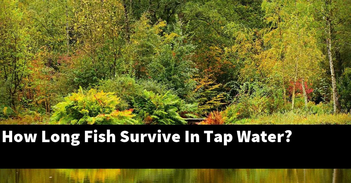 How Long Fish Survive In Tap Water? [2022 Guide] Gold Koi Fish