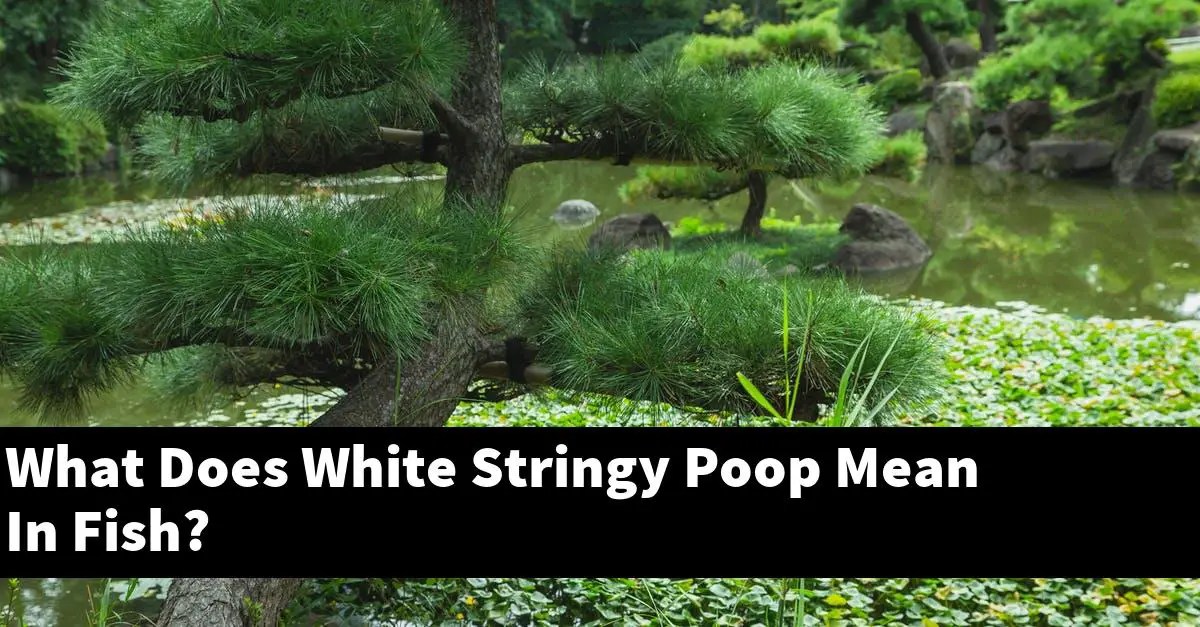What Does White Stringy Poop Mean In Fish? [2024 Guide] Gold Koi Fish