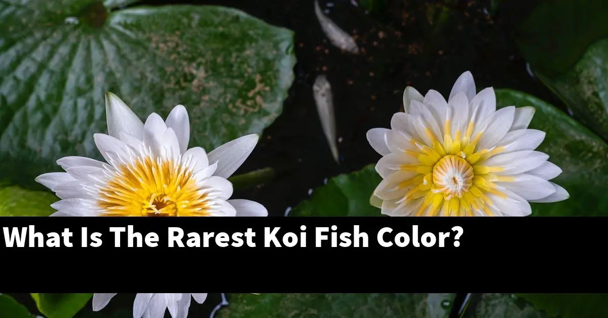 What Is The Rarest Koi Fish Color? [2022 Guide] Gold Koi Fish