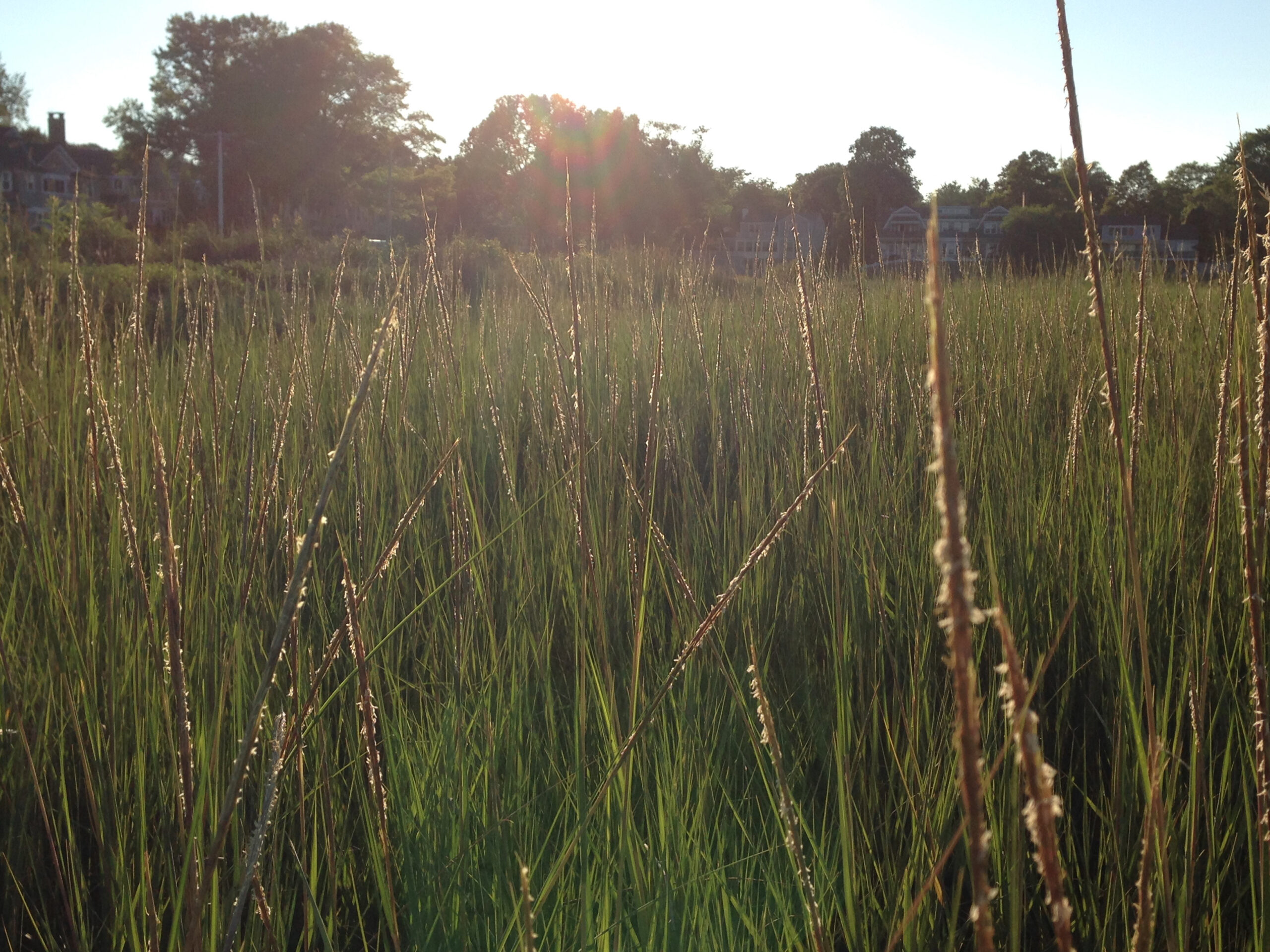 Goldthwait Reservation A private, nonprofit land trust created in