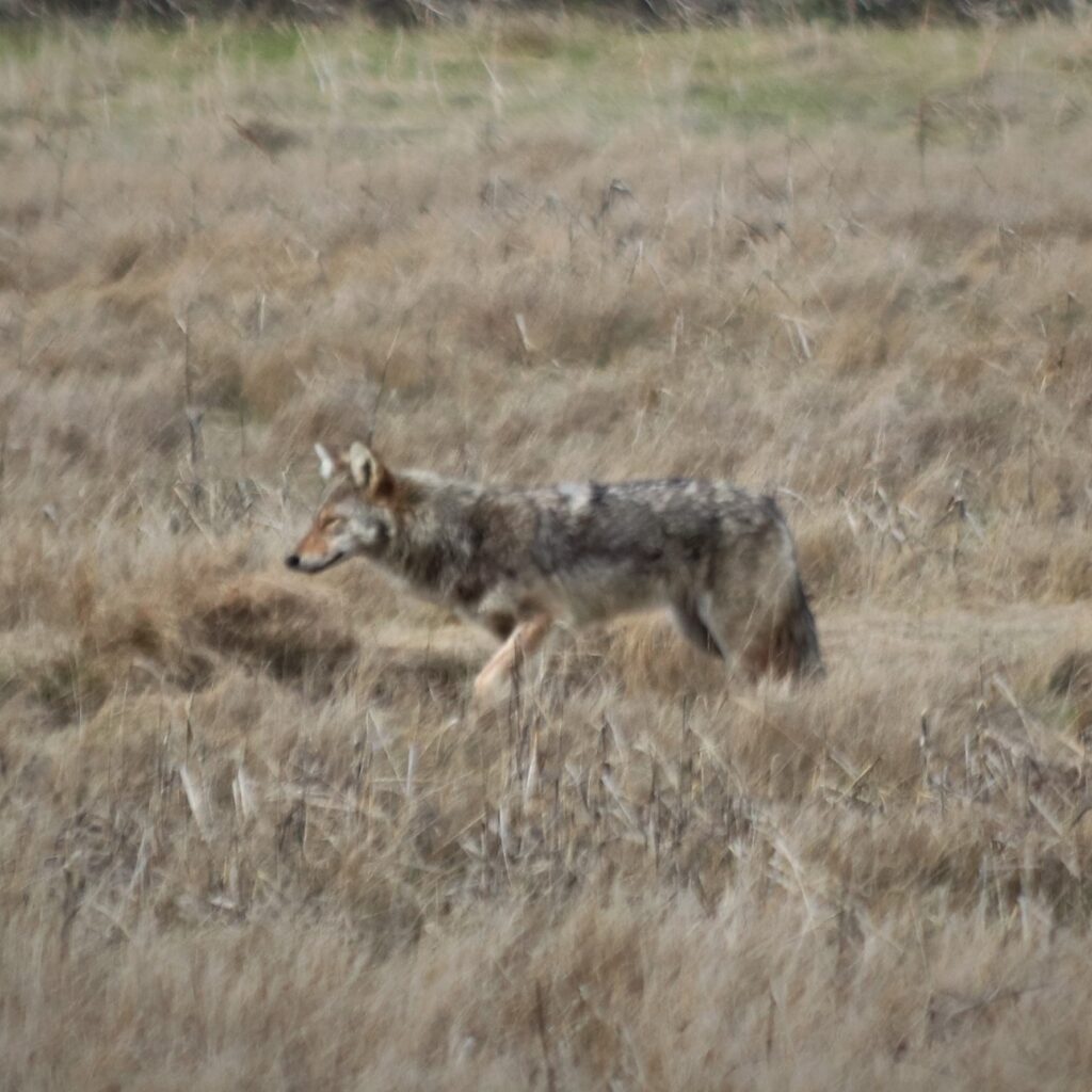 Photographs Goldthwait Reservation