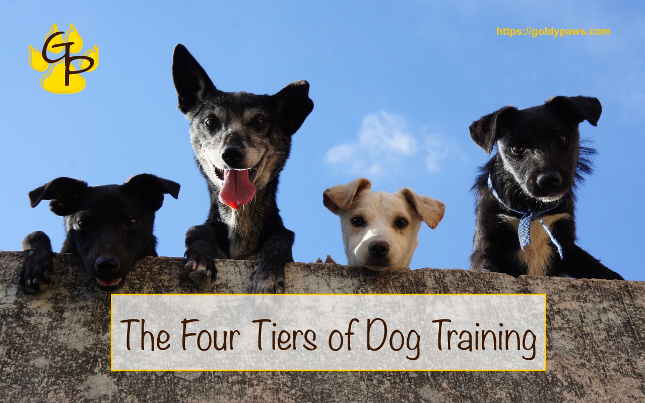 Dog Training Basics Goldy Paws
