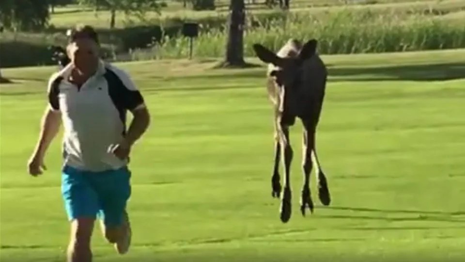WATCH Moose chases down golfer on course in Sweden