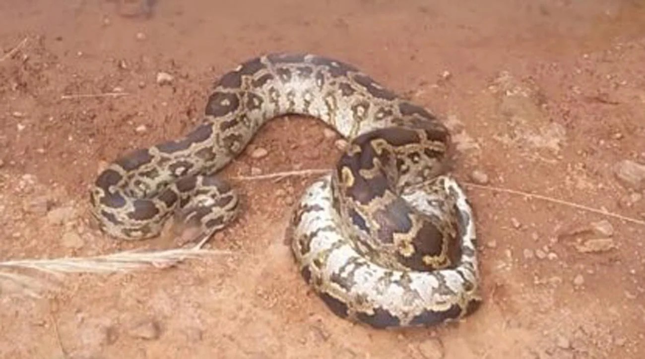 Massive snake sends Indian golf club into panic