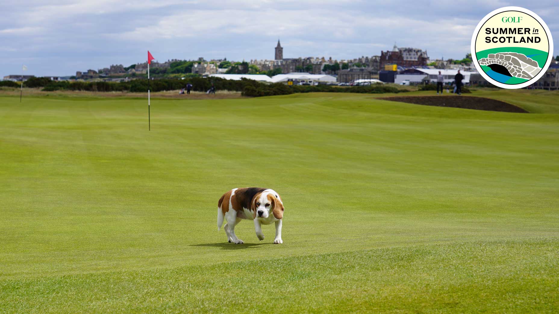 Are Dogs Allowed On A Golf Course