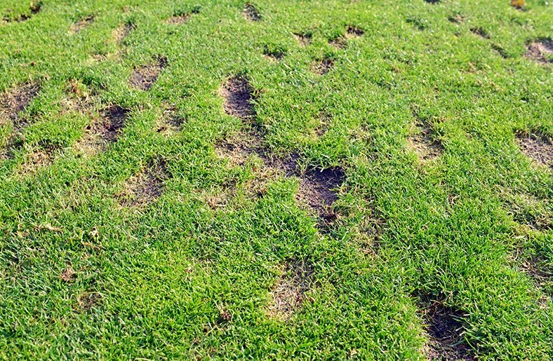 All You Need to Know About Golf Divots Complete Guide