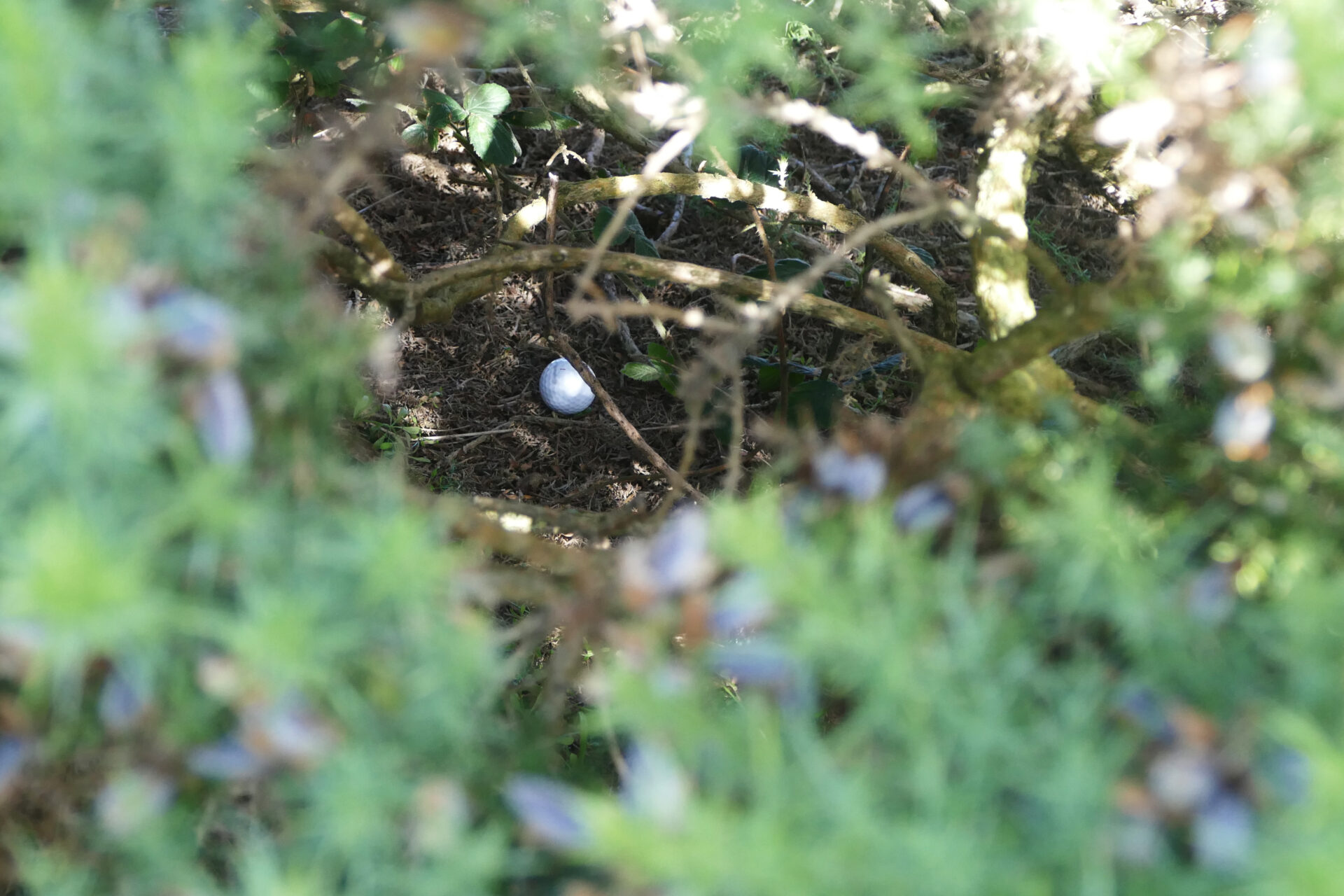 Do Golf Balls Expire? Golf Up North