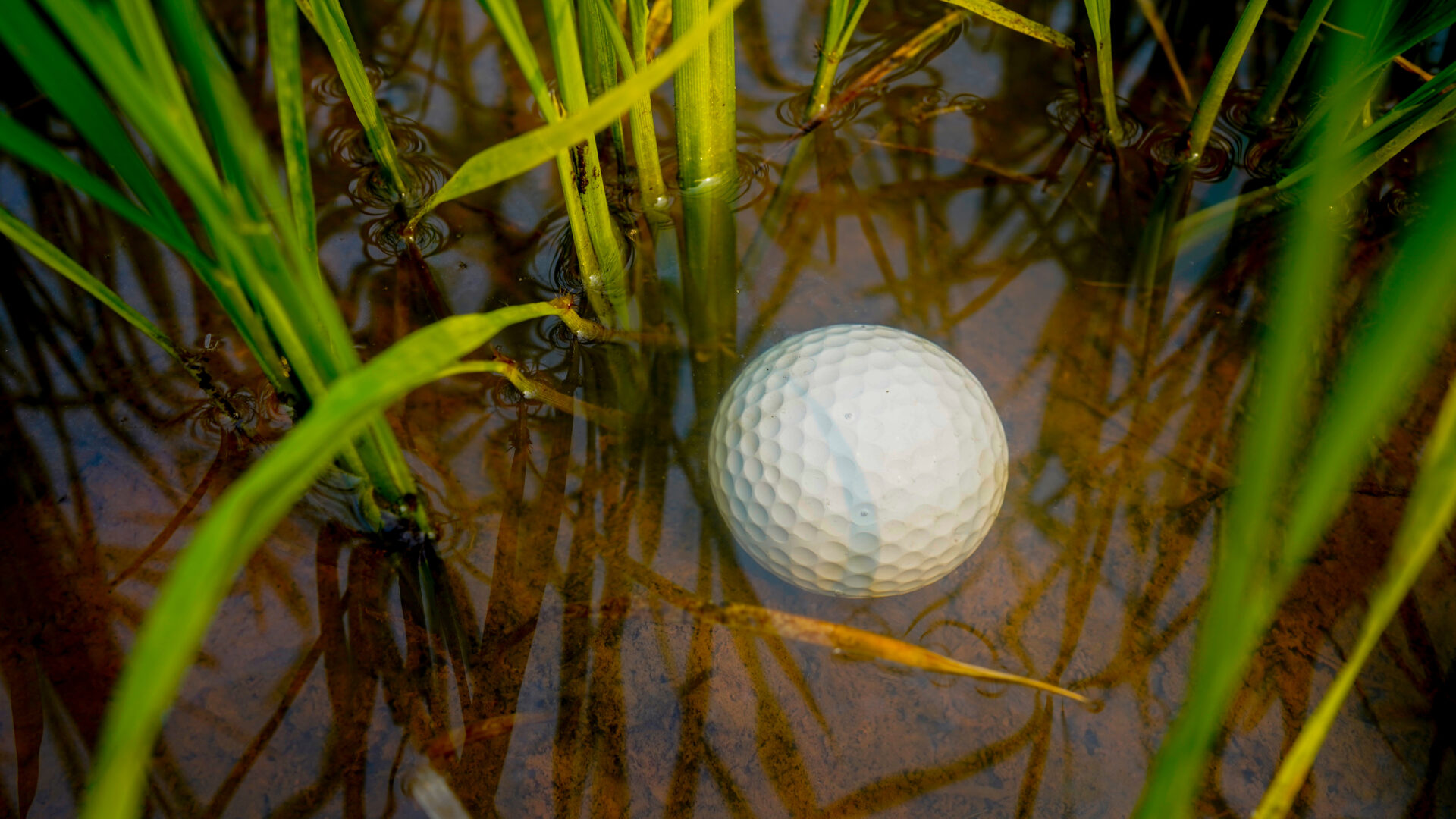 Do Golf Balls Expire? Golf Up North
