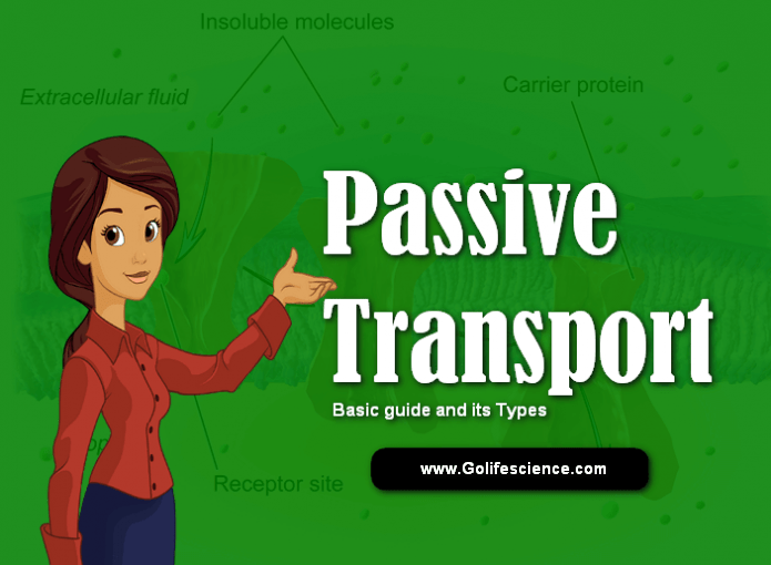 Passive Transport What is Passive Transport, Types and its Function