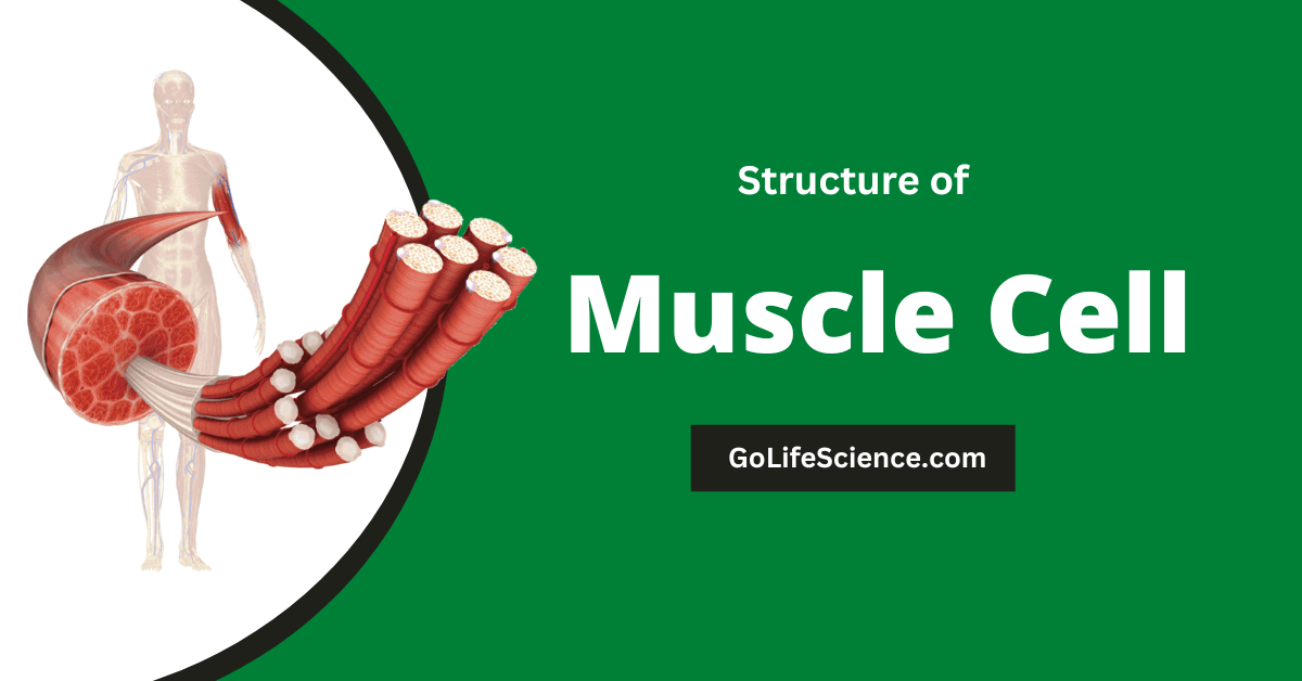 Structure of Muscle Types, Contraction, and Functions