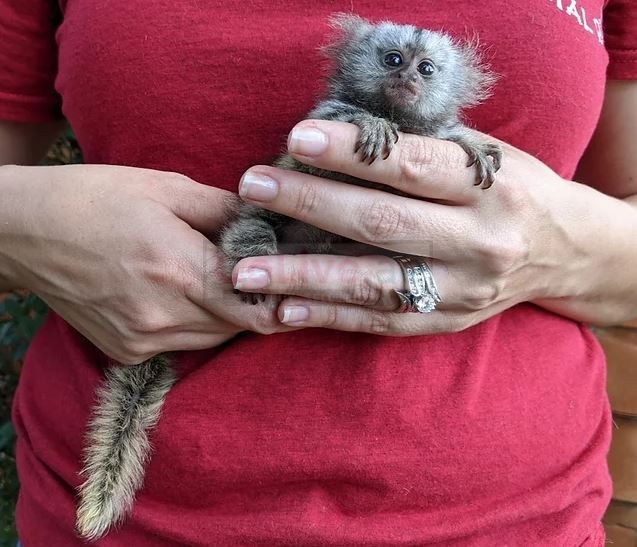 Finger Marmoset Monkey in uae GoLive.ae UAE Classifieds
