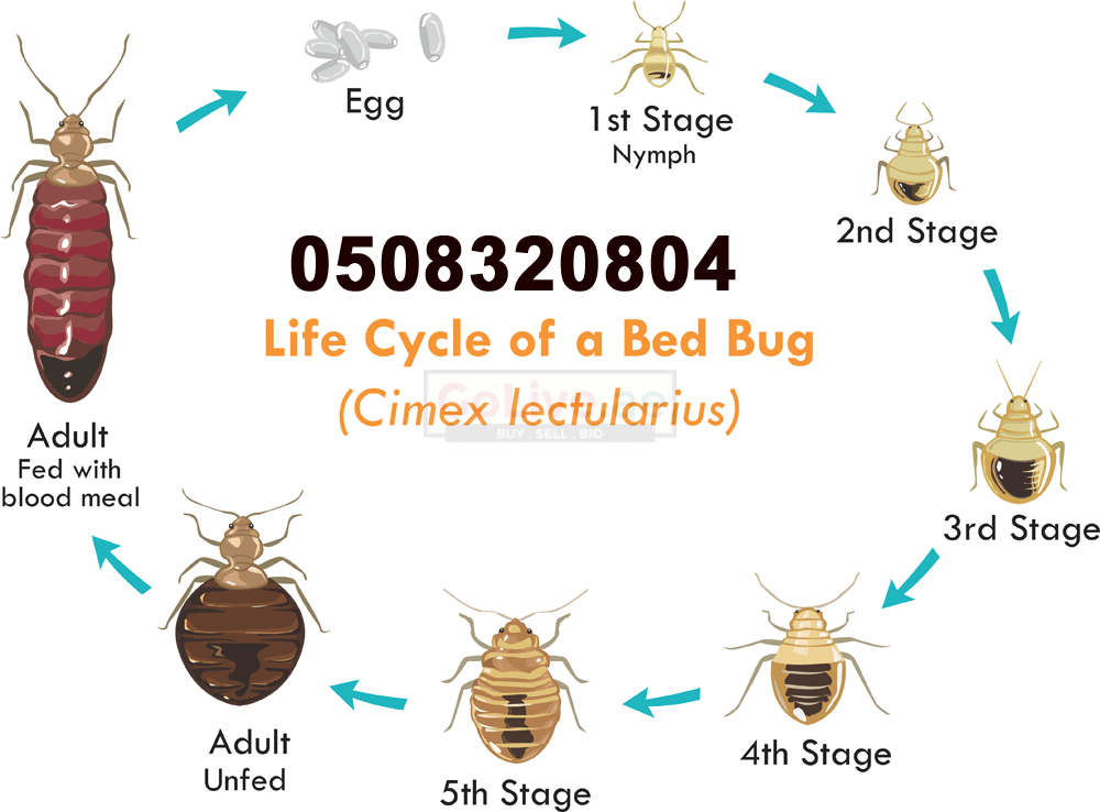 Low Cost Pest Control Bur Dubai UAE Classifieds
