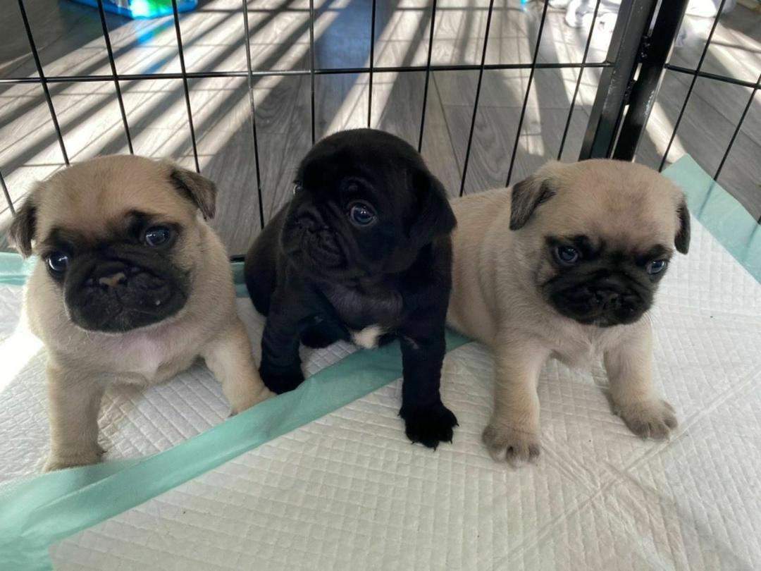 Well trained pugs puppies for adoption UAE Classifieds