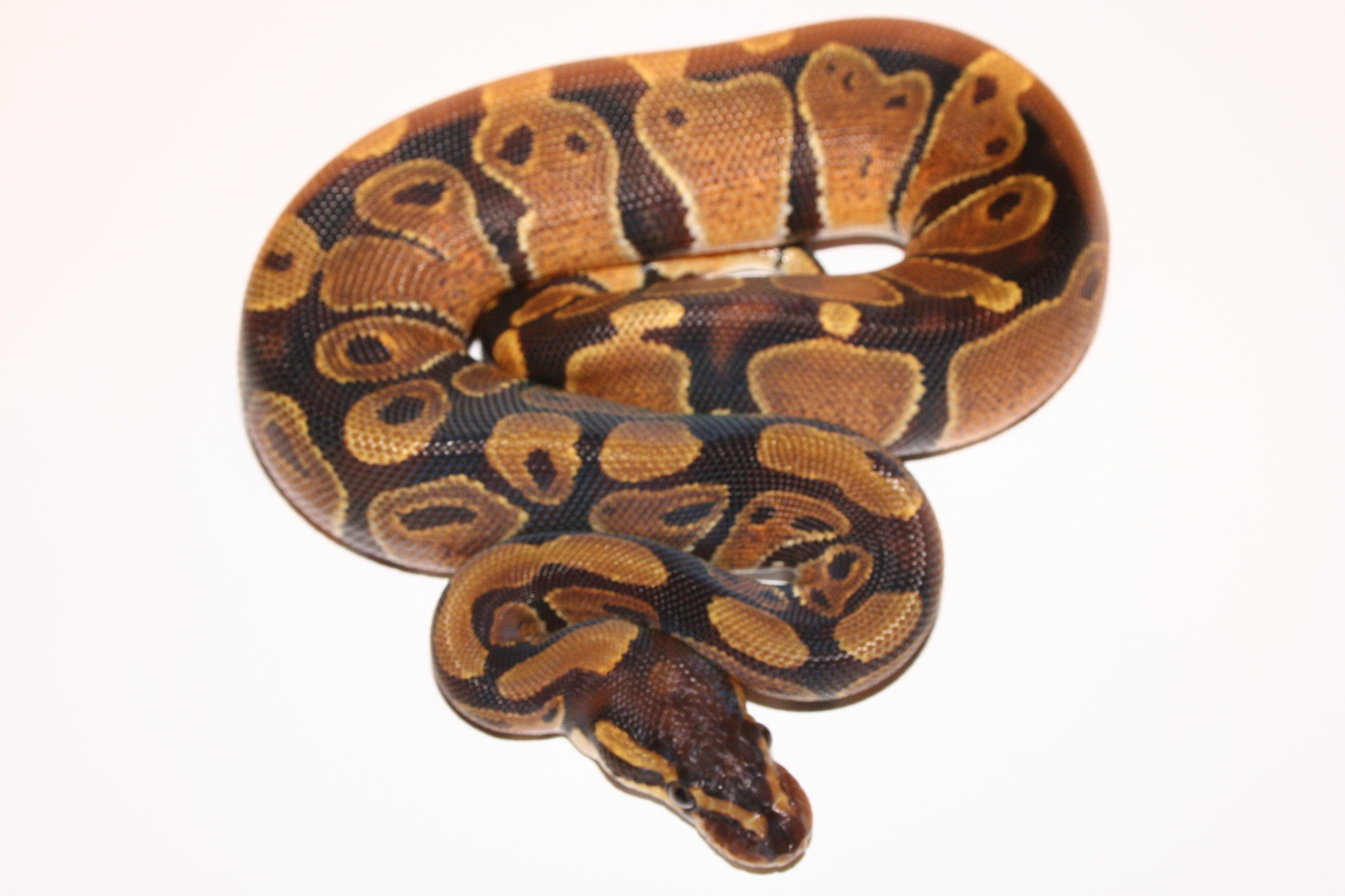 Reptilian Pets The Snake Every Boys Dream Pet Go! Lizards