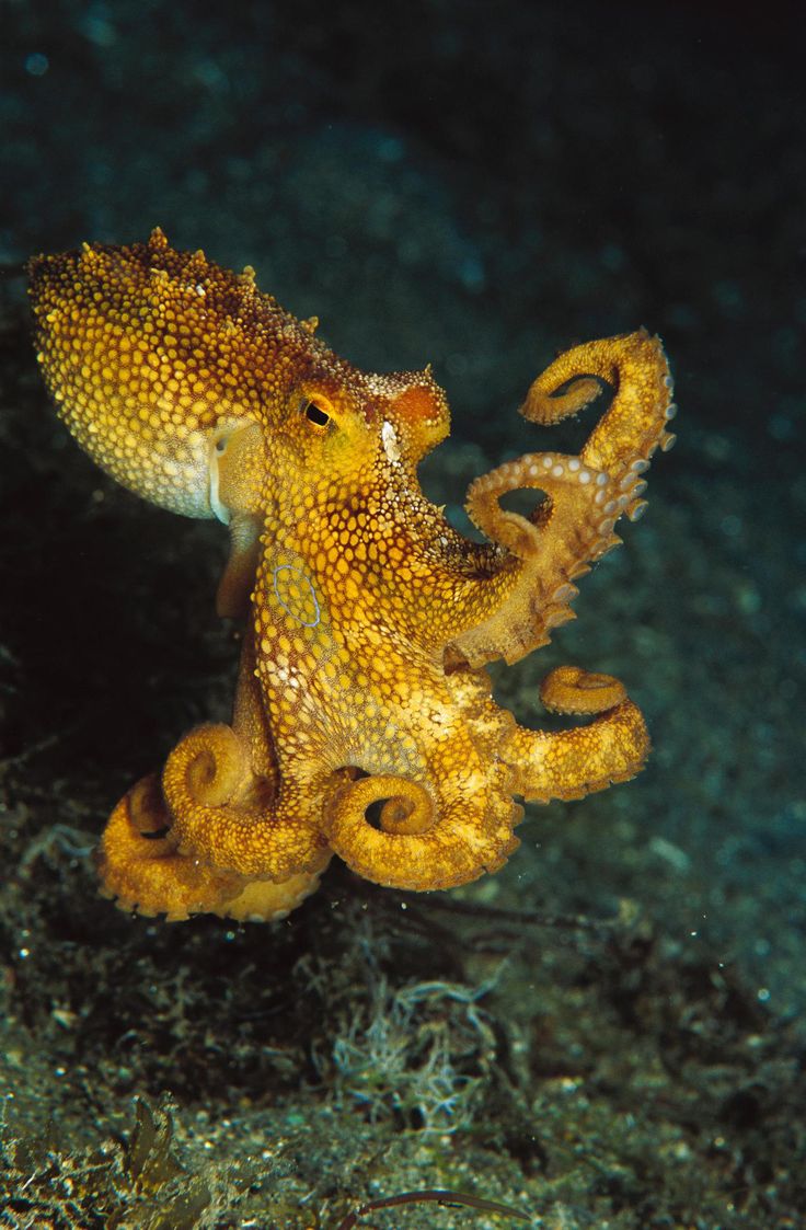 under the sea on ecstasy octopuses on MDMA GOLLYGEE!